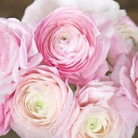 Ranunculus- Primo Pastello (Corm)