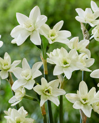Polar Hunter Daffodil Seeds
