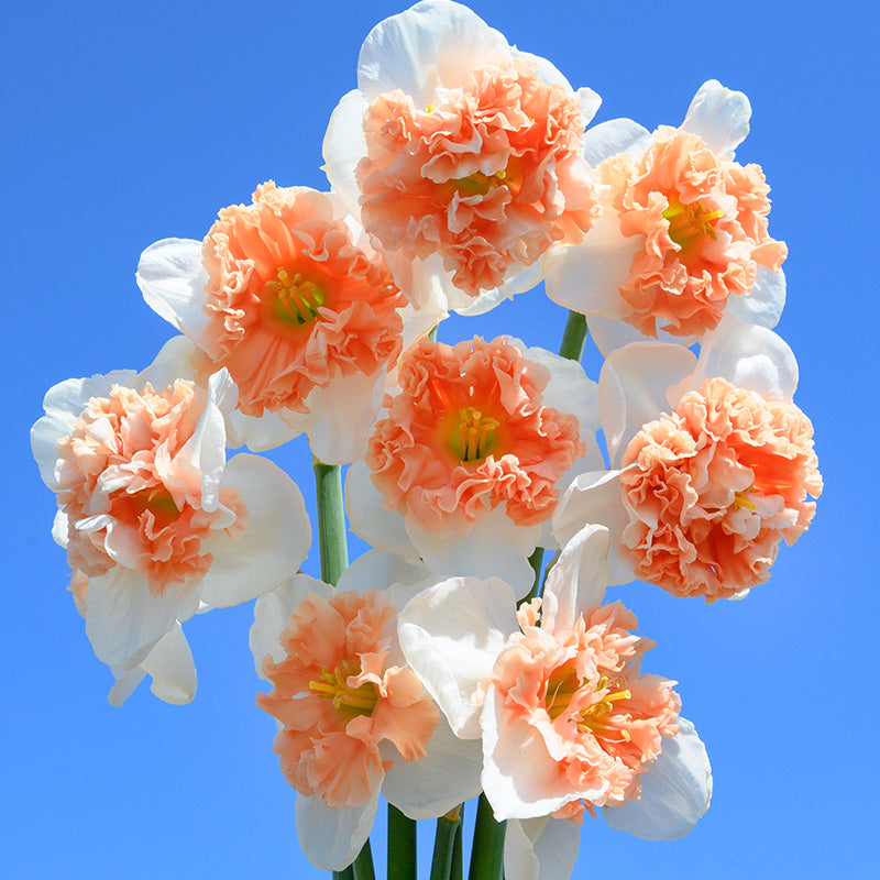 Fire Drill Daffodil Seeds