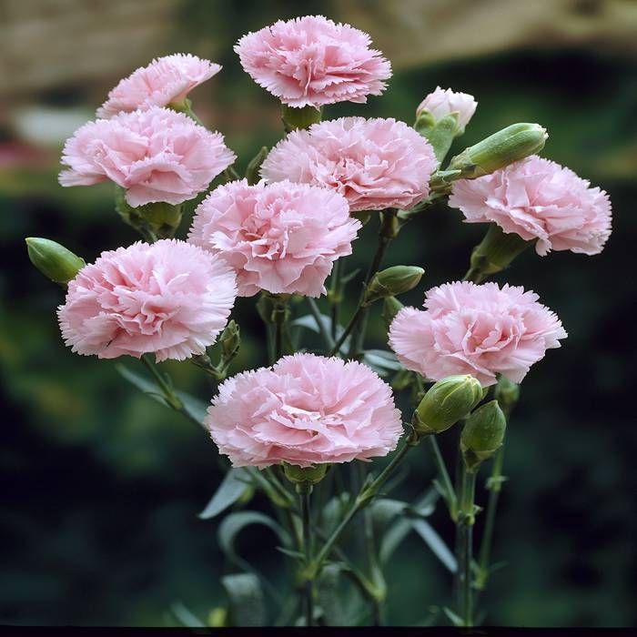 Heirloom Non-GMO Baby Pink Dianthus Flower Seeds for Garden Planting – Fragrant Cottage Blooms