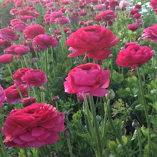 Ranunculus- Elegance Hot Pink 95-08