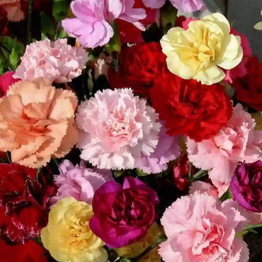 Carnation- Dwarf Fragrance Mix