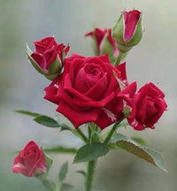 Heirloom Non-GMO Rose Planting Seeds