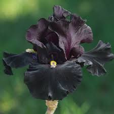 Senor Jinx Bearded Iris