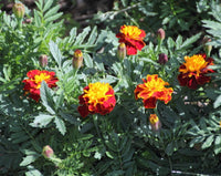 Marigold, French- Petite Harmony