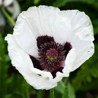 Oriental Poppy- Royal Wedding
