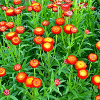 Heirloom Non-GMO Red Strawflower Seeds for Dried Floral Arrangements and Garden Planting