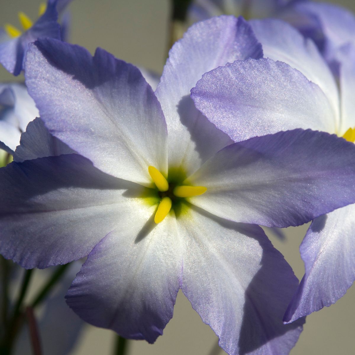 Leucocoryne- Glory of the Sun