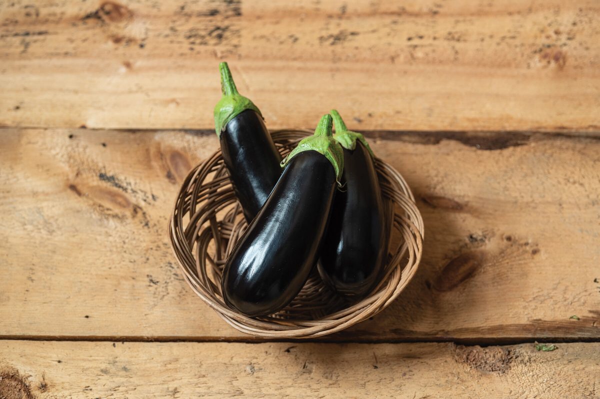 Nigral – Eggplant Seed