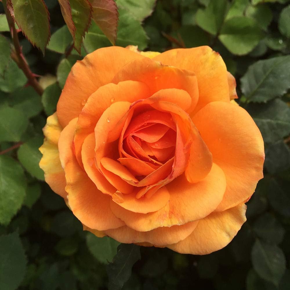 Good as Gold Hybrid Tea Rose