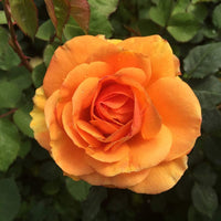 Good as Gold Hybrid Tea Rose