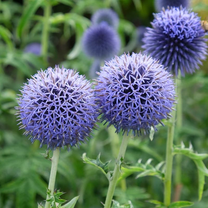 Globe Thistle
