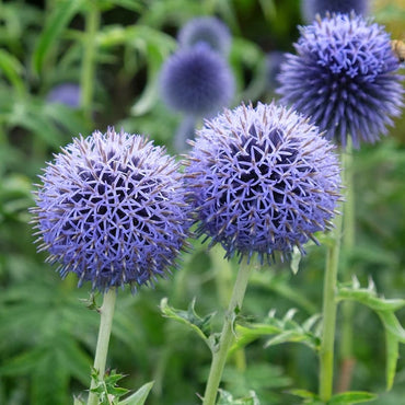 Globe Thistle