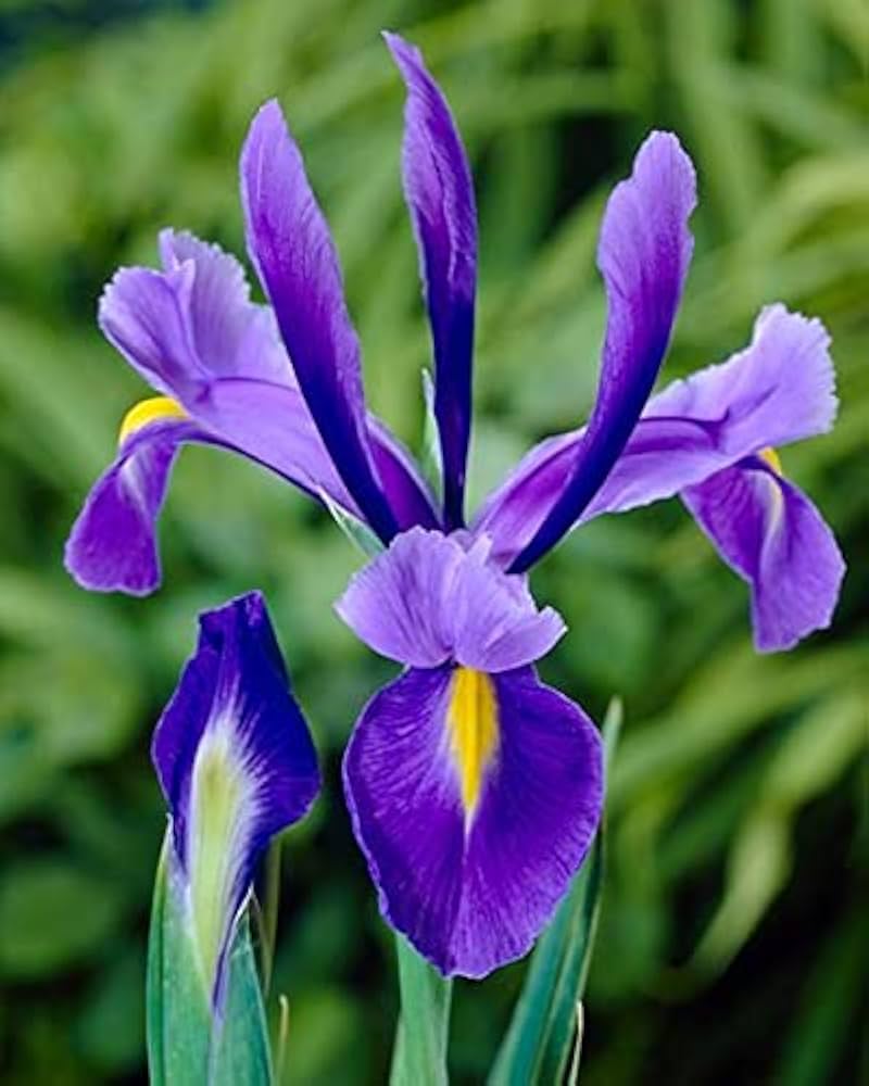 Dutch Iris- Discovery