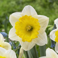 Daffodil- Ice Follies