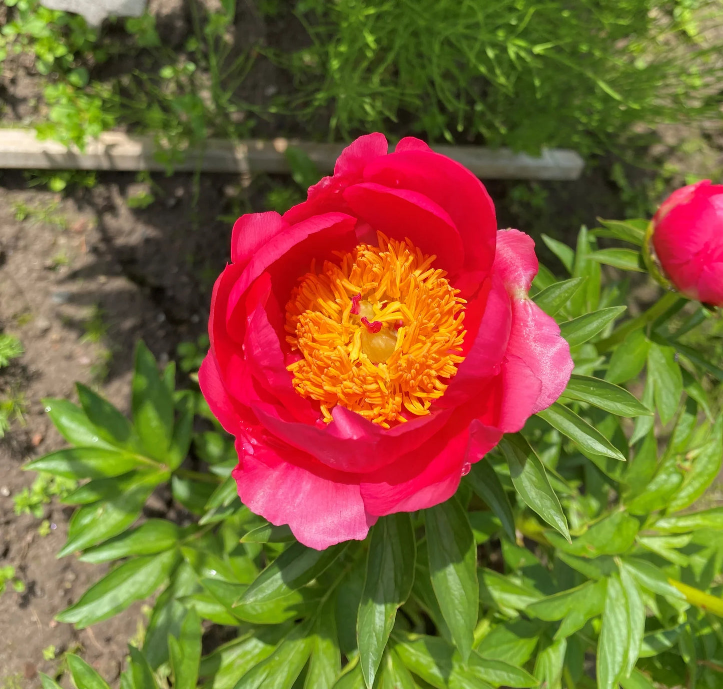 Coral Magic Peony