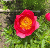 Coral Magic Peony