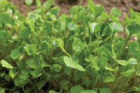 Claytonia – Specialty Green Seed