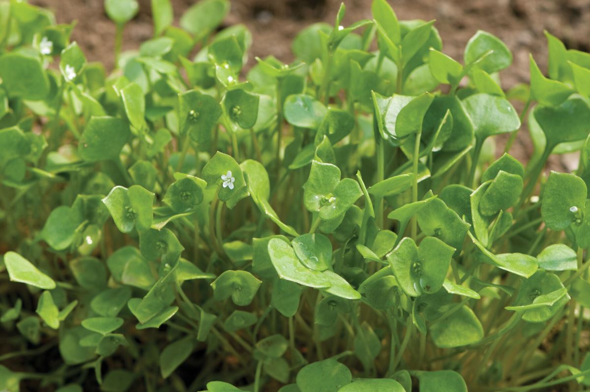 Claytonia – Specialty Green Seed