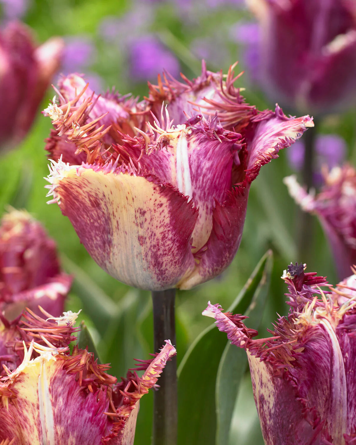Colour Fusion Tulip Seeds