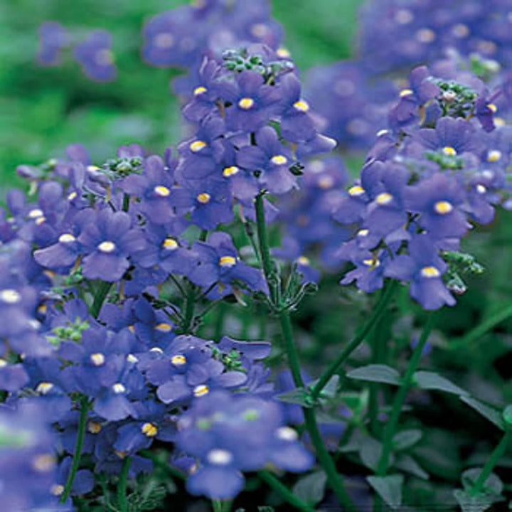 Dark Blue Nemesia Flower Seeds – Heirloom Non-GMO Annual Blooms for Colorful Garden Borders
