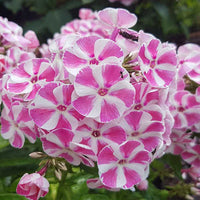 Candy Crush Bambini Phlox