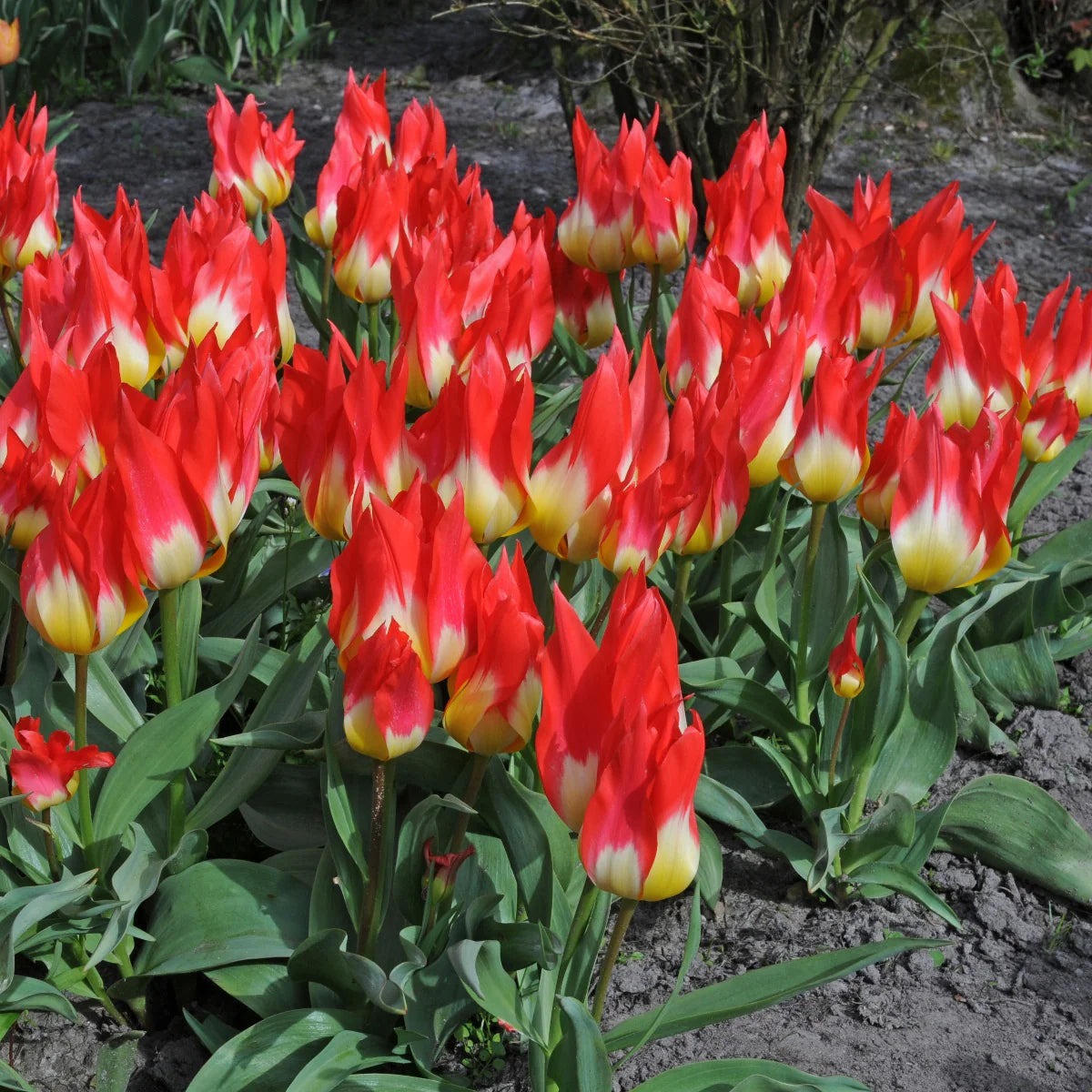 Flames Mystery Tulip Seeds