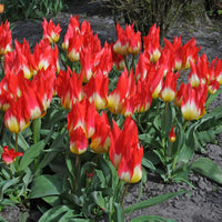 Flames Mystery Tulip Seeds