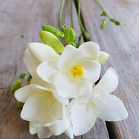 Freesia- Giant Single White