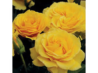 Doris Day Floribunda Rose