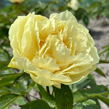 Sunny Girl Peony