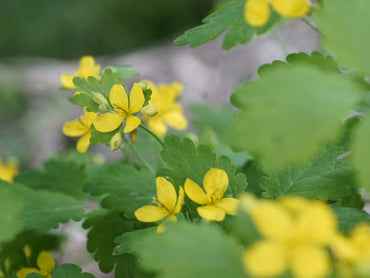 Heirloom Non-GMO Yellow Tetterwort Flower Seeds for Bright Garden Borders and Seasonal Planting