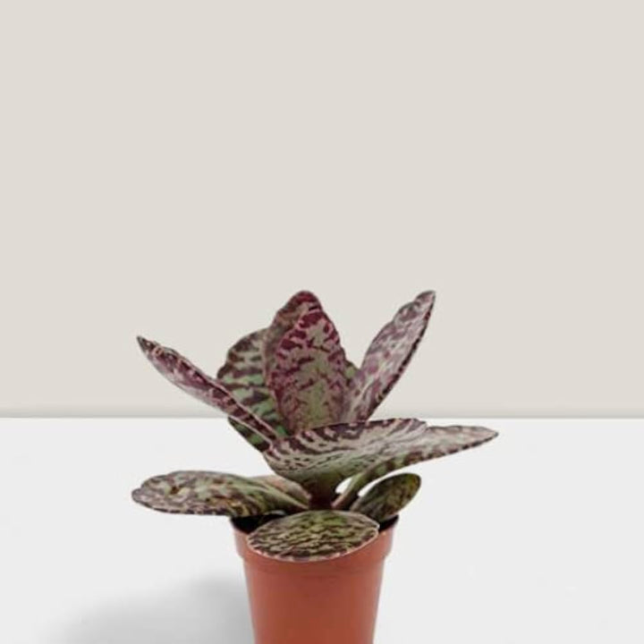 Kalanchoe Humilis Plant Seeds – Heirloom Non-GMO Succulent Seeds for Decorative Garden Pots