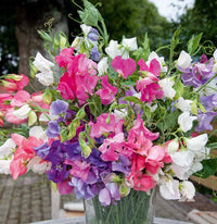 Sweetpea- Bijou Mix
