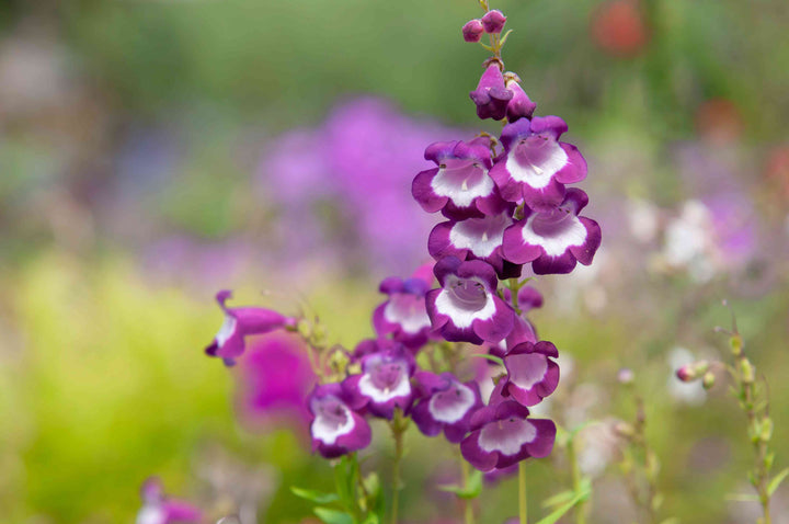 Heirloom Non-GMO Purple Beardtongue Flower Seeds for Unique Garden Accents and Outdoor Planting