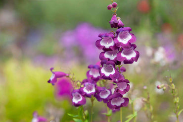 Heirloom Non-GMO Purple Beardtongue Flower Seeds for Unique Garden Accents and Outdoor Planting
