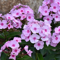 Cottage Garden Phlox Tree Collection