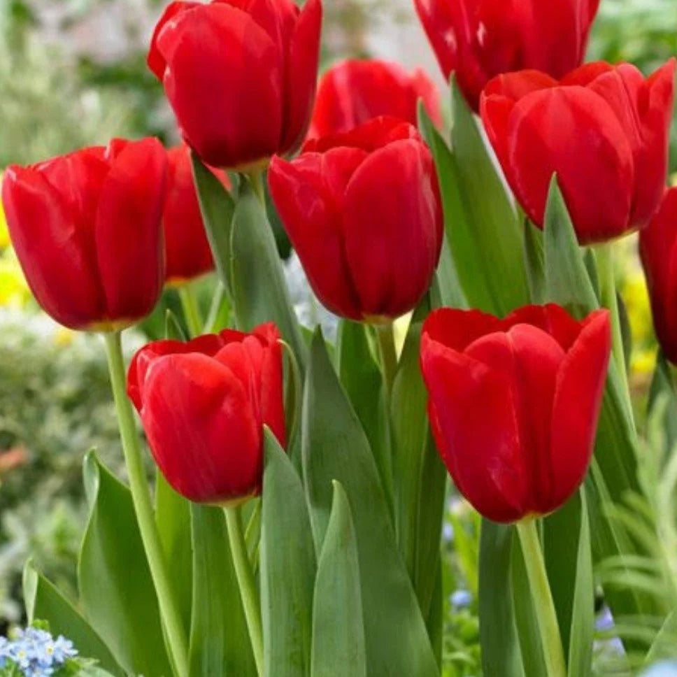 Red Tulip Flower Seeds – Heirloom Non-GMO Seeds for Garden Planting