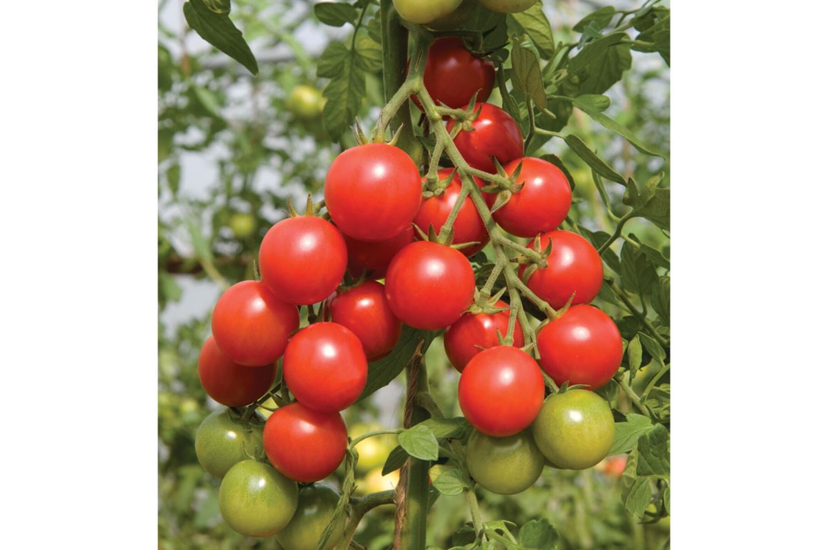 Sakura – Organic Tomato Seed
