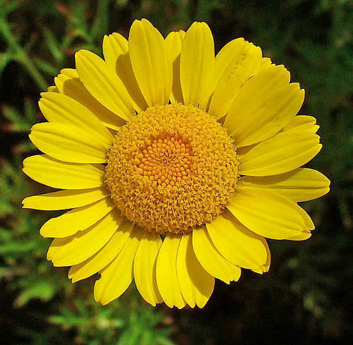 Golden Marguerite- Kelawayi