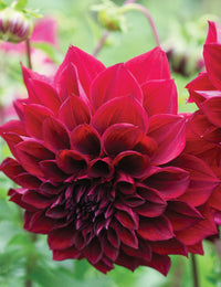 Dahlia- Thelma Maude (Tuber)