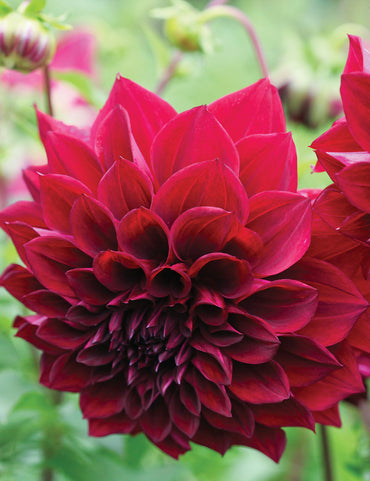 Dahlia- Thelma Maude (Tuber)