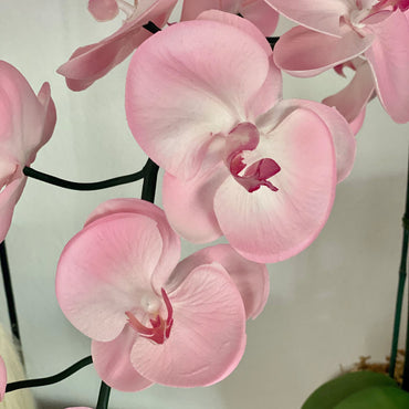 Pale Pink Orchid Flower Seeds – Heirloom Non-GMO Tropical Blooms for Elegant Garden Décor
