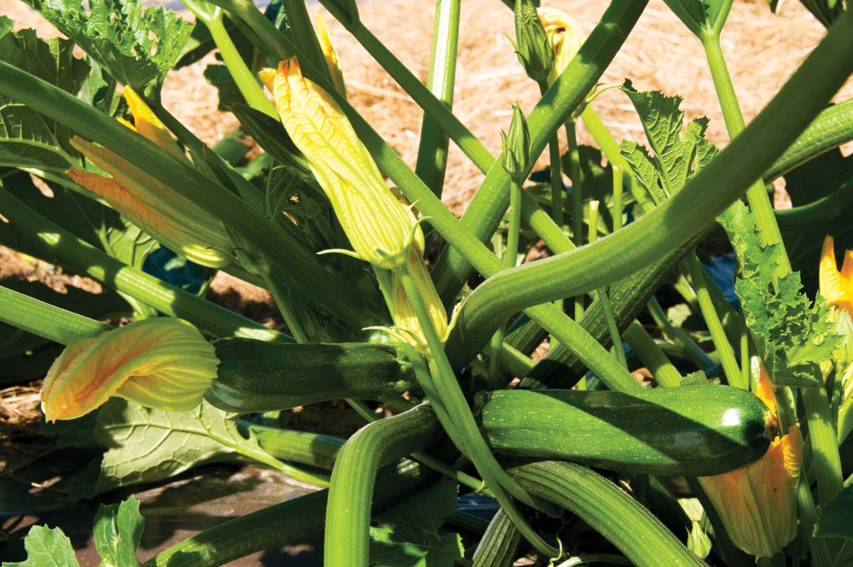 Spineless Perfection – Zucchini Squash Seed