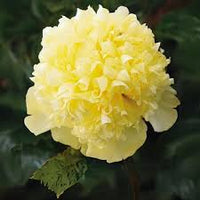 Goldilocks Peony