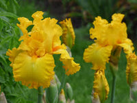 Garden Time Bearded Iris