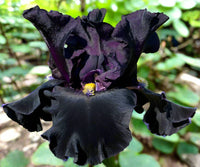 Senor Jinx Bearded Iris