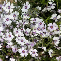 North Hills Carpet Phlox