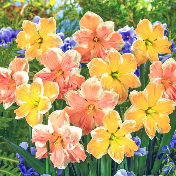 Changing Colors Daffodil Seeds