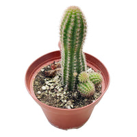 Heirloom Echinopsis Chamaecereus Plant Seeds, Non-GMO Cactus Blooms for Succulent Garden Planting
